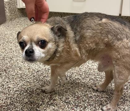 King, Adoptable, Senior Male Chihuahua & Mixed Breed.