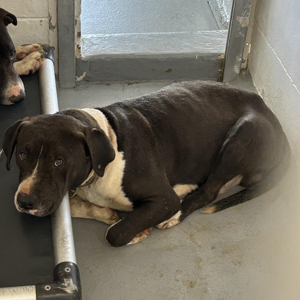 Enlarge Mouse, a Adoptable Pit Bull Terrier in Morganton, NC image 1/2