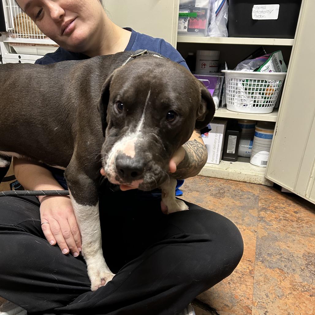 Enlarge Mouse, a Adoptable Pit Bull Terrier in Morganton, NC image 2/2