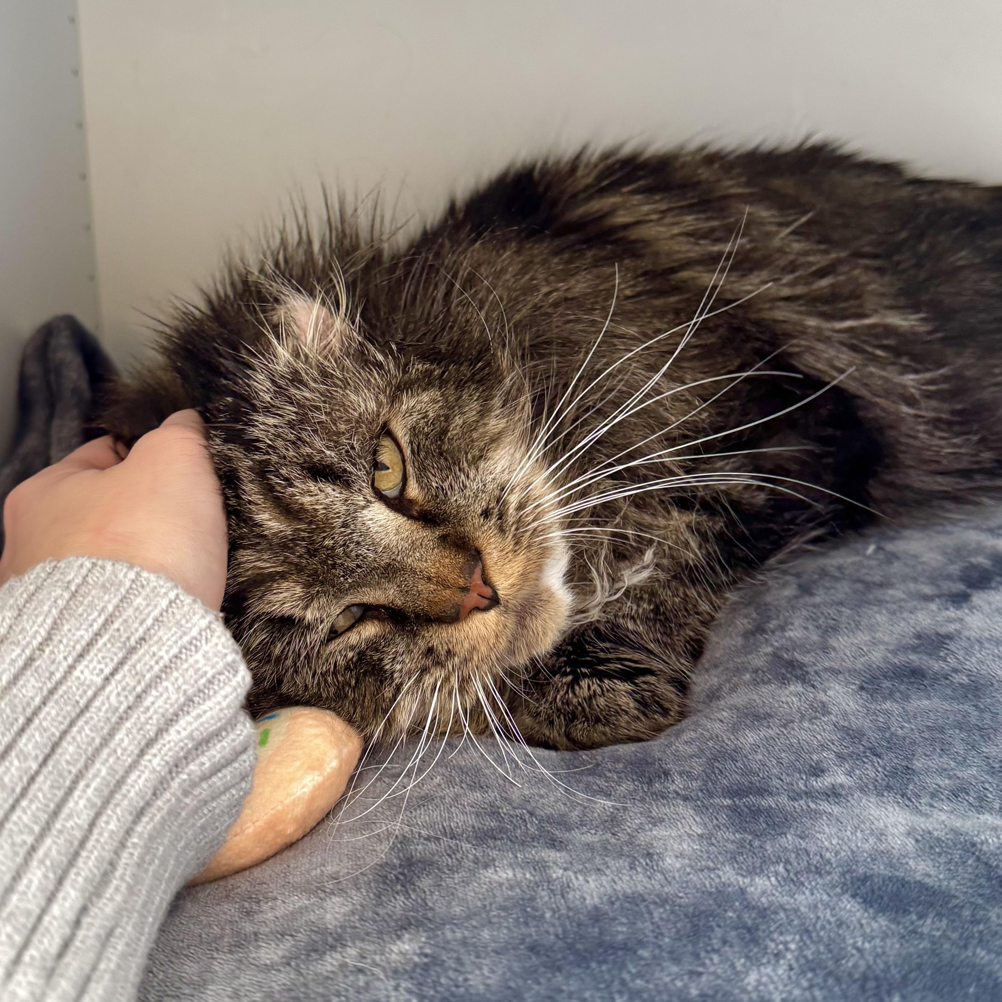 Clarence, a ADOPTABLE Domestic Medium Hair in Ramsey, NJ image 1/5