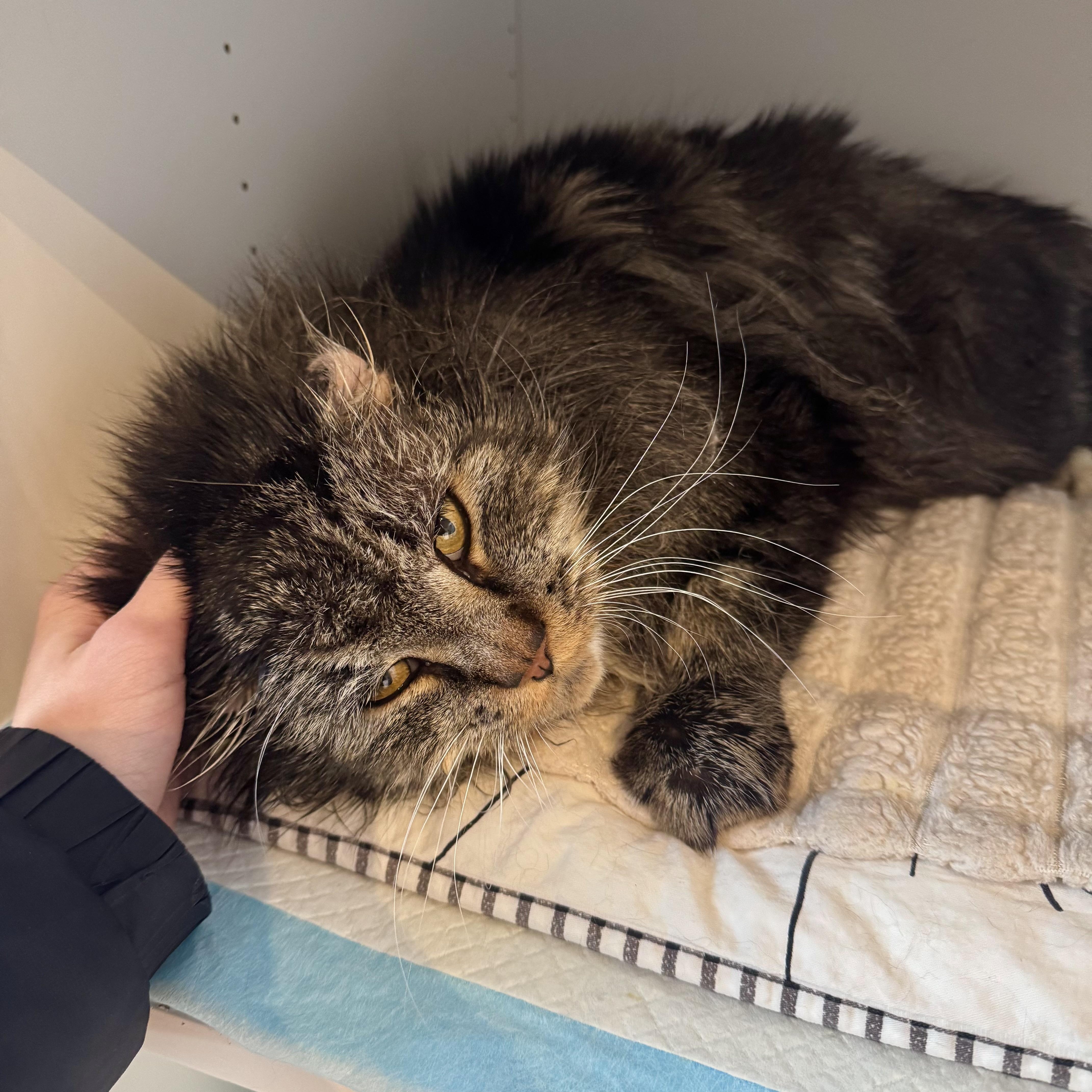 Clarence, a ADOPTABLE Domestic Medium Hair in Ramsey, NJ image 5/5