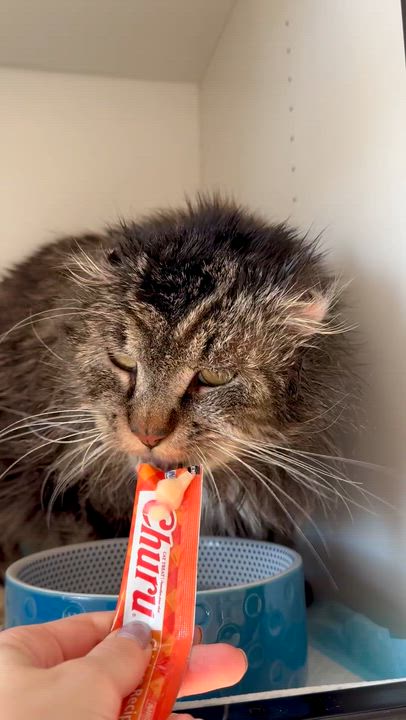 Enlarge Clarence, a ADOPTABLE Domestic Medium Hair in Ramsey, NJ video 2/5