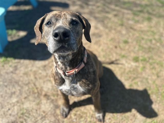 Enlarge CHEDDAR, a Adoptable mixed breed in Ocala, FL image 1/2