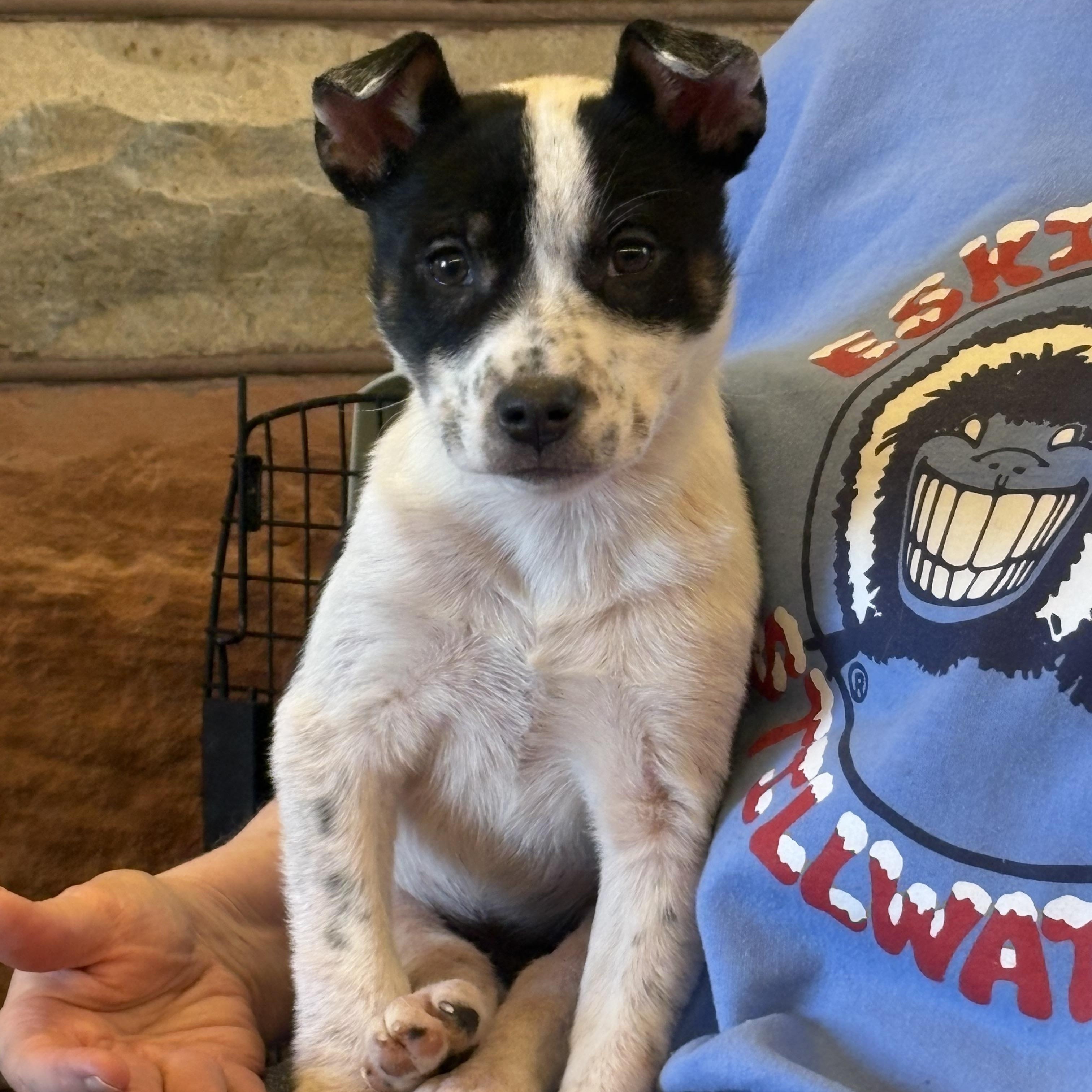 Lari, Adoptable, Puppy Female Australian Cattle Dog / Blue Heeler.