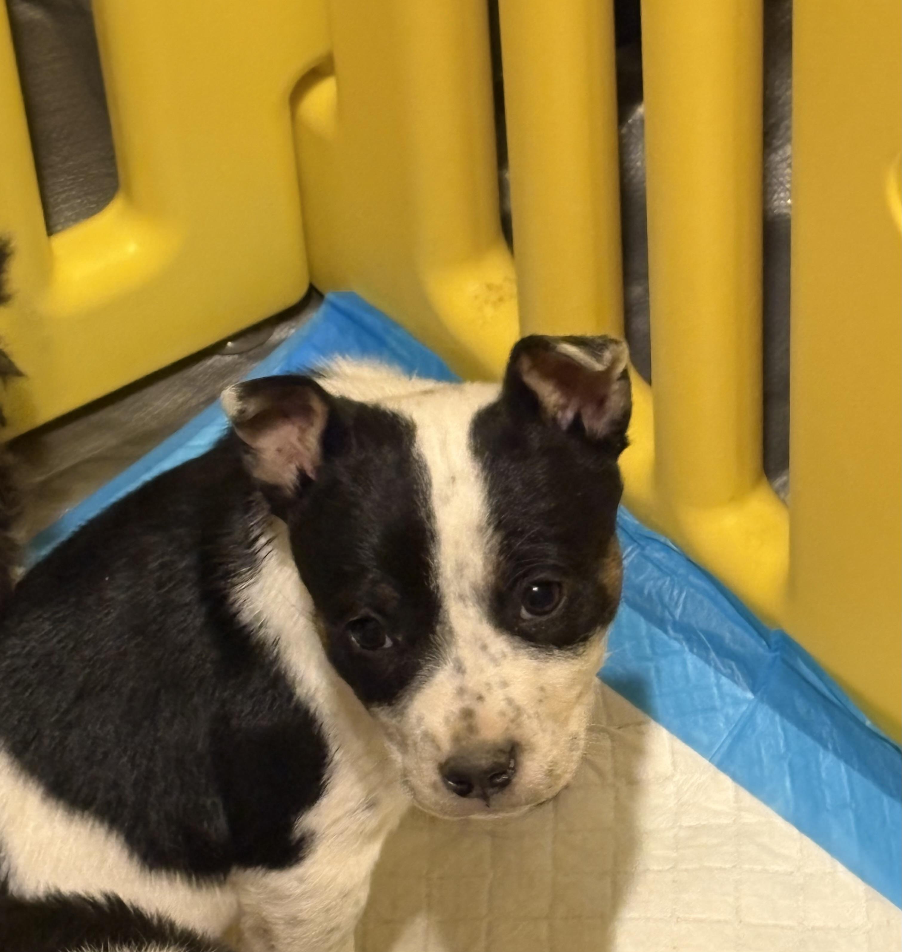 Enlarge Lari, a Adoptable mixed breed in Cheyenne, WY image 2/2