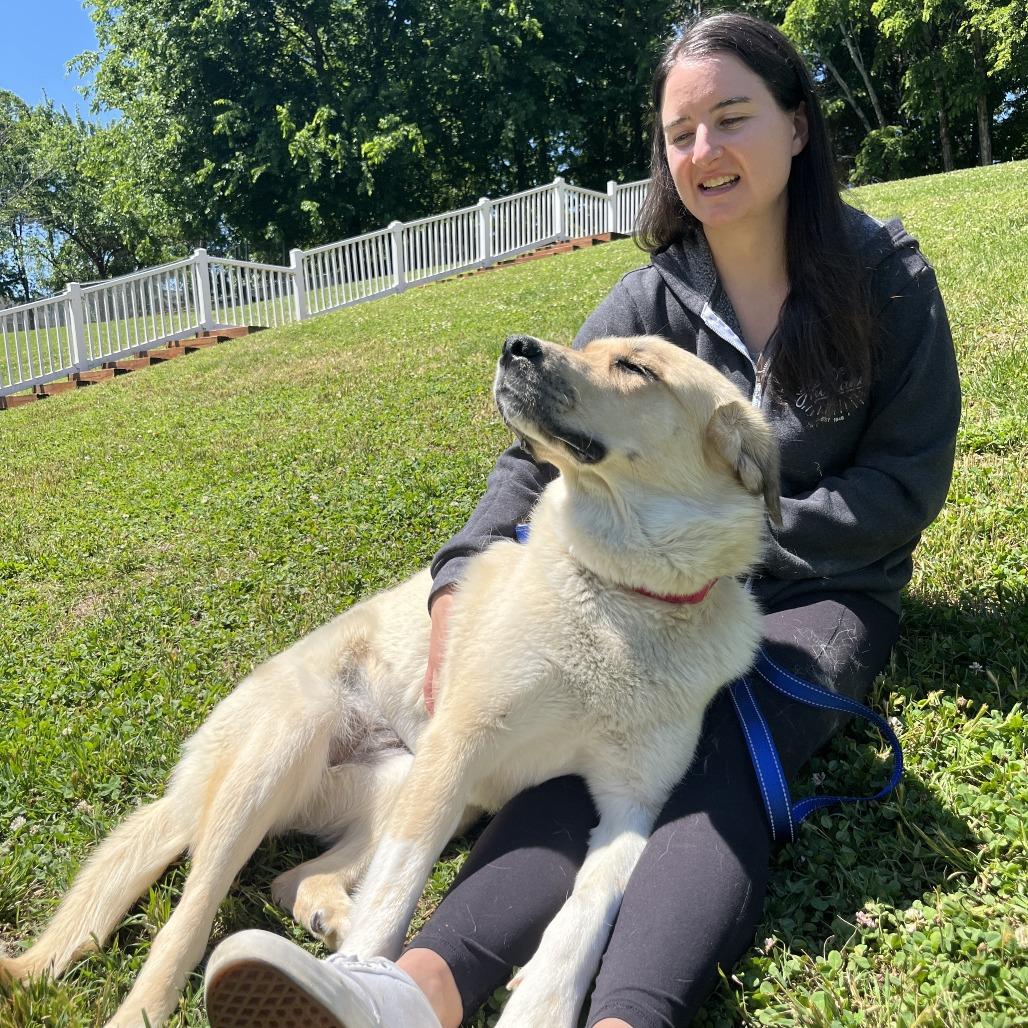 Reyna, Adoptable, Young Female Great Pyrenees & Labrador Retriever.