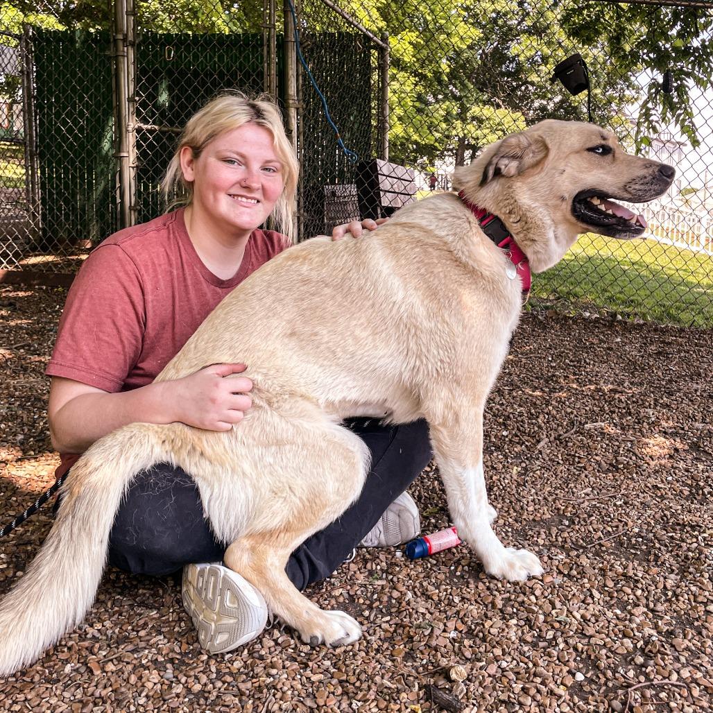 Enlarge Reyna, a Adoptable mixed breed in Nashville, TN image 2/6
