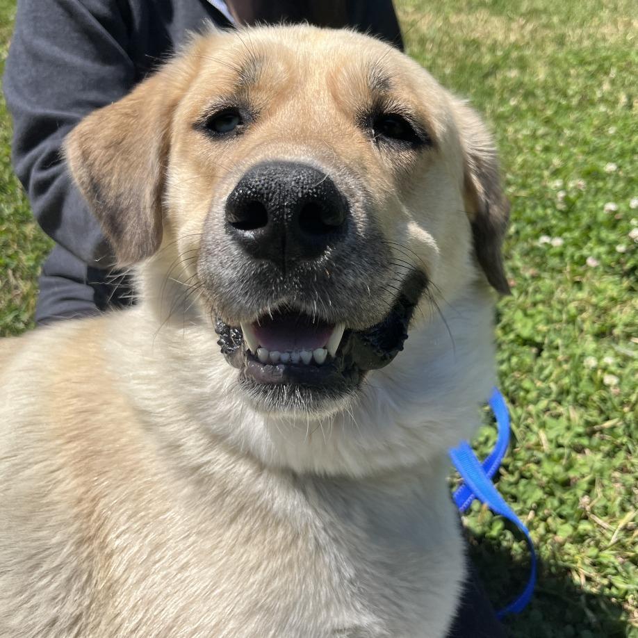 Enlarge Reyna, a Adoptable mixed breed in Nashville, TN image 3/6