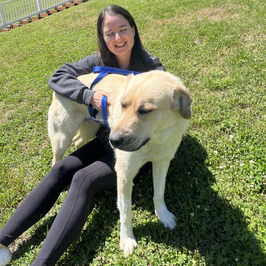 Reyna, a Adoptable mixed breed in Nashville, TN image 2/6