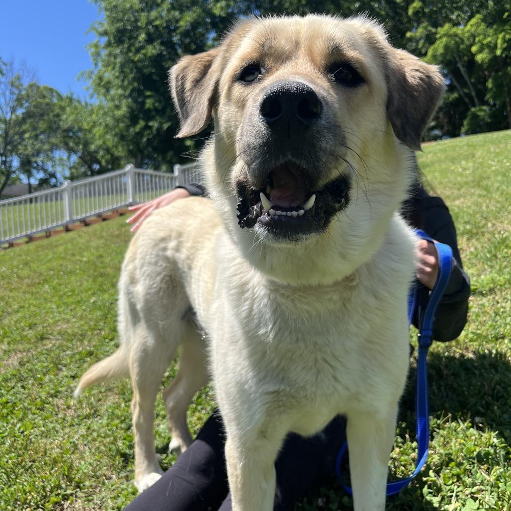 Enlarge Reyna, a Adoptable mixed breed in Nashville, TN image 4/6