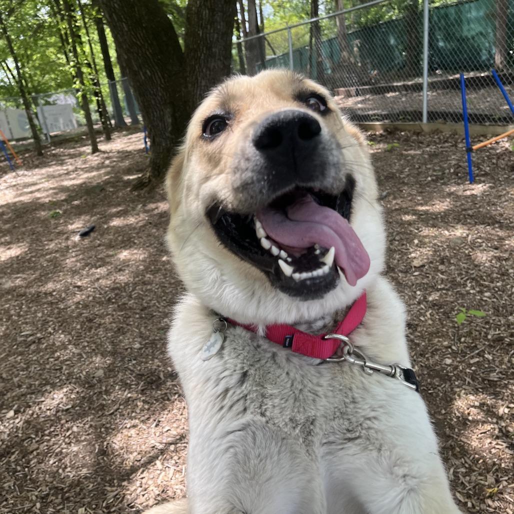 Reyna, Adoptable, Young Female Great Pyrenees & Labrador Retriever.