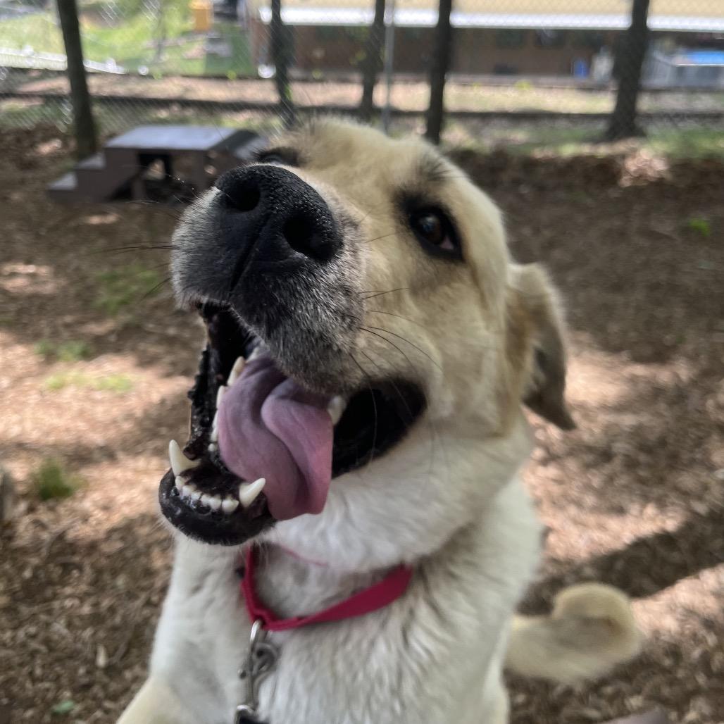 Enlarge Reyna, a Adoptable mixed breed in Nashville, TN image 2/6