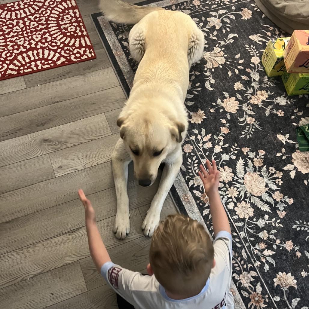 Enlarge Reyna, a Adoptable mixed breed in Nashville, TN image 3/6