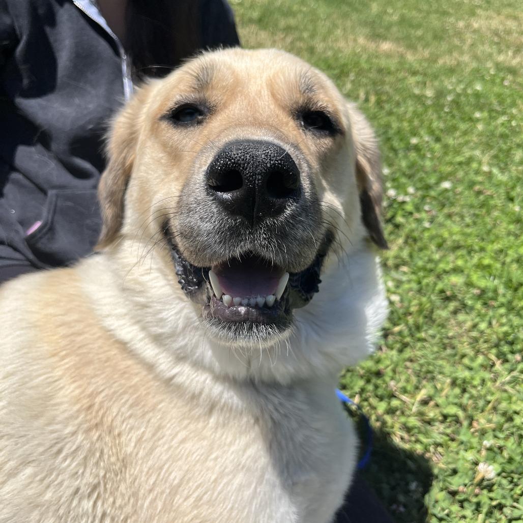 Reyna, a Adoptable mixed breed in Nashville, TN image 6/6