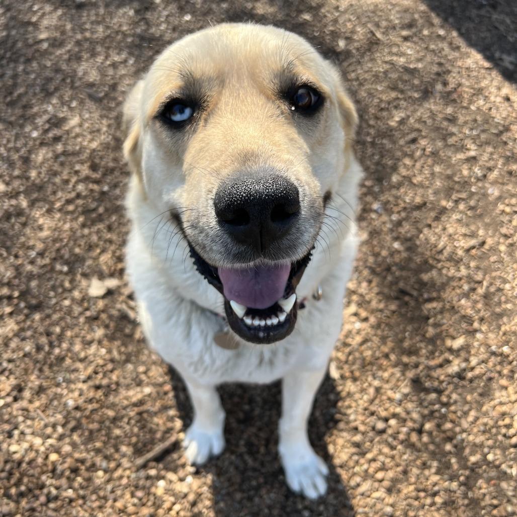 Enlarge Reyna, a Adoptable mixed breed in Nashville, TN image 5/6