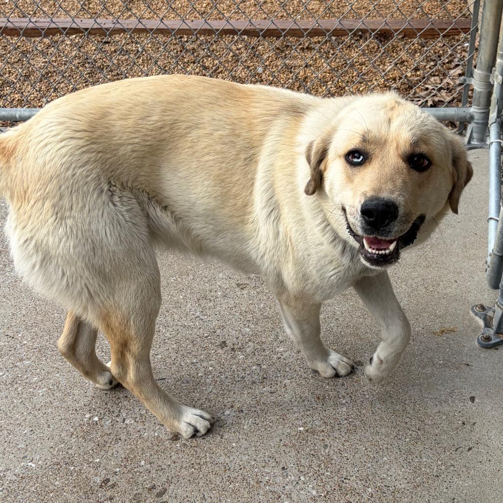 Enlarge Reyna, a Adoptable mixed breed in Nashville, TN image 6/6