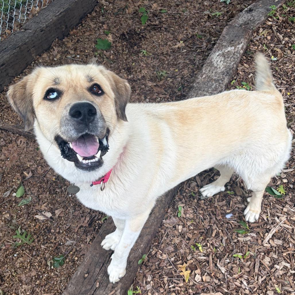 Enlarge Reyna, a Adoptable mixed breed in Nashville, TN image 6/6