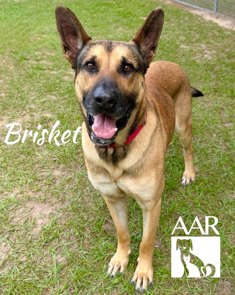 Brisket, Adoptable, Adult Male German Shepherd Dog & Belgian Shepherd / Sheepdog.