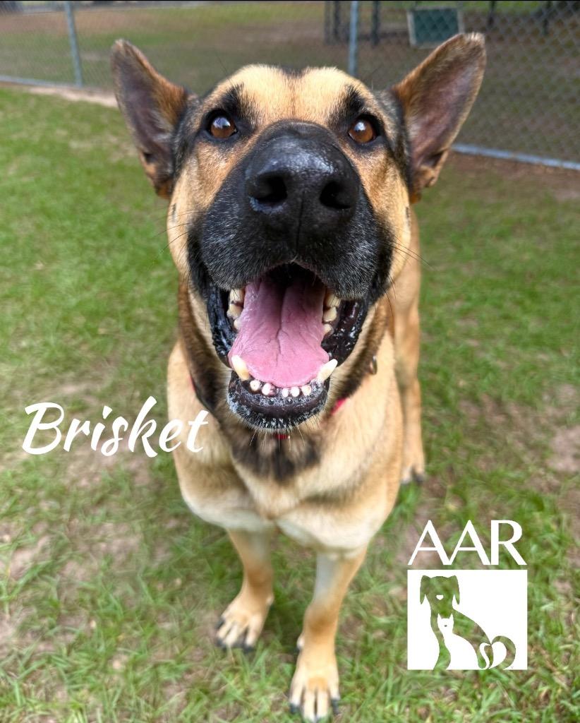 Brisket, a Adoptable mixed breed in Magnolia, TX image 2/4