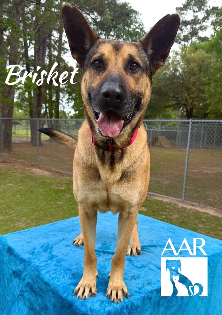 Brisket, a Adoptable mixed breed in Magnolia, TX image 3/4