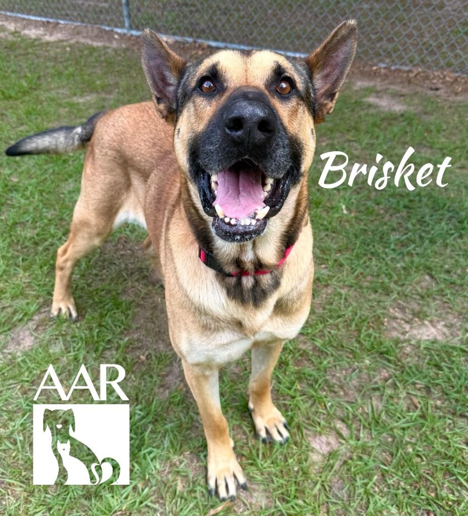 Brisket, a Adoptable mixed breed in Magnolia, TX image 4/4