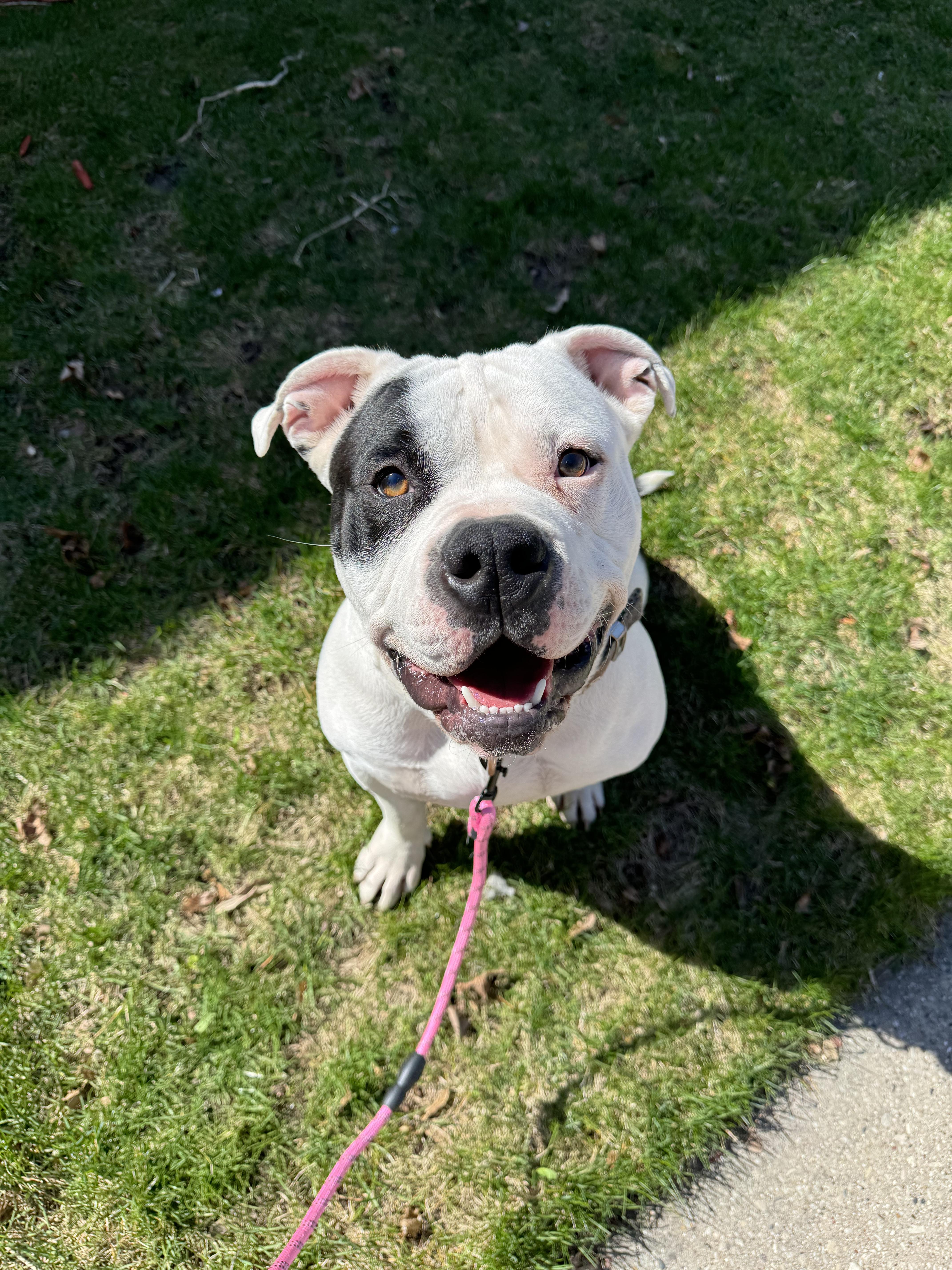 Daniel, Adopted, Young Male American Bully.