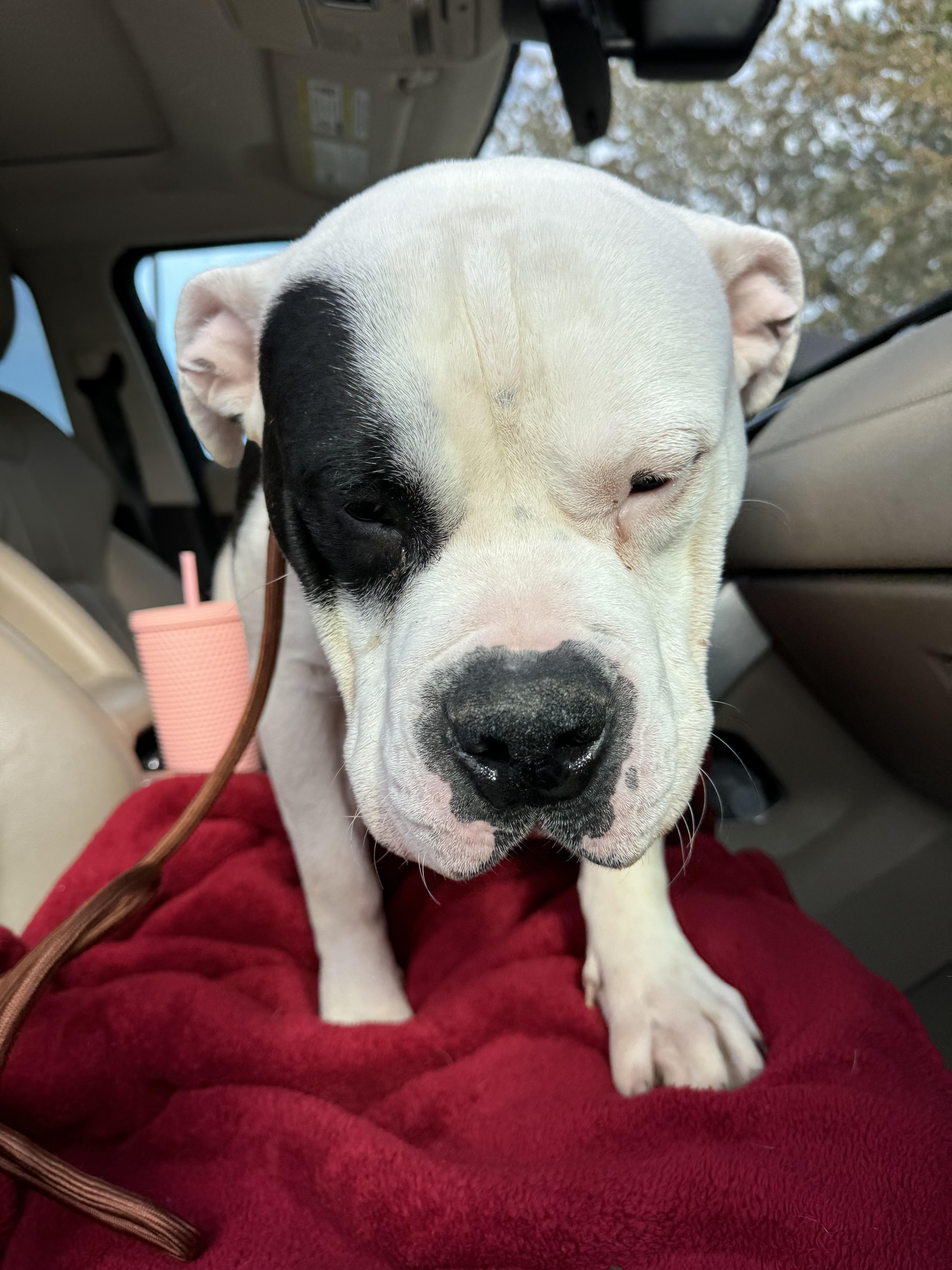 Daniel, a Adopted American Bully in Milwaukee, WI image 2/6