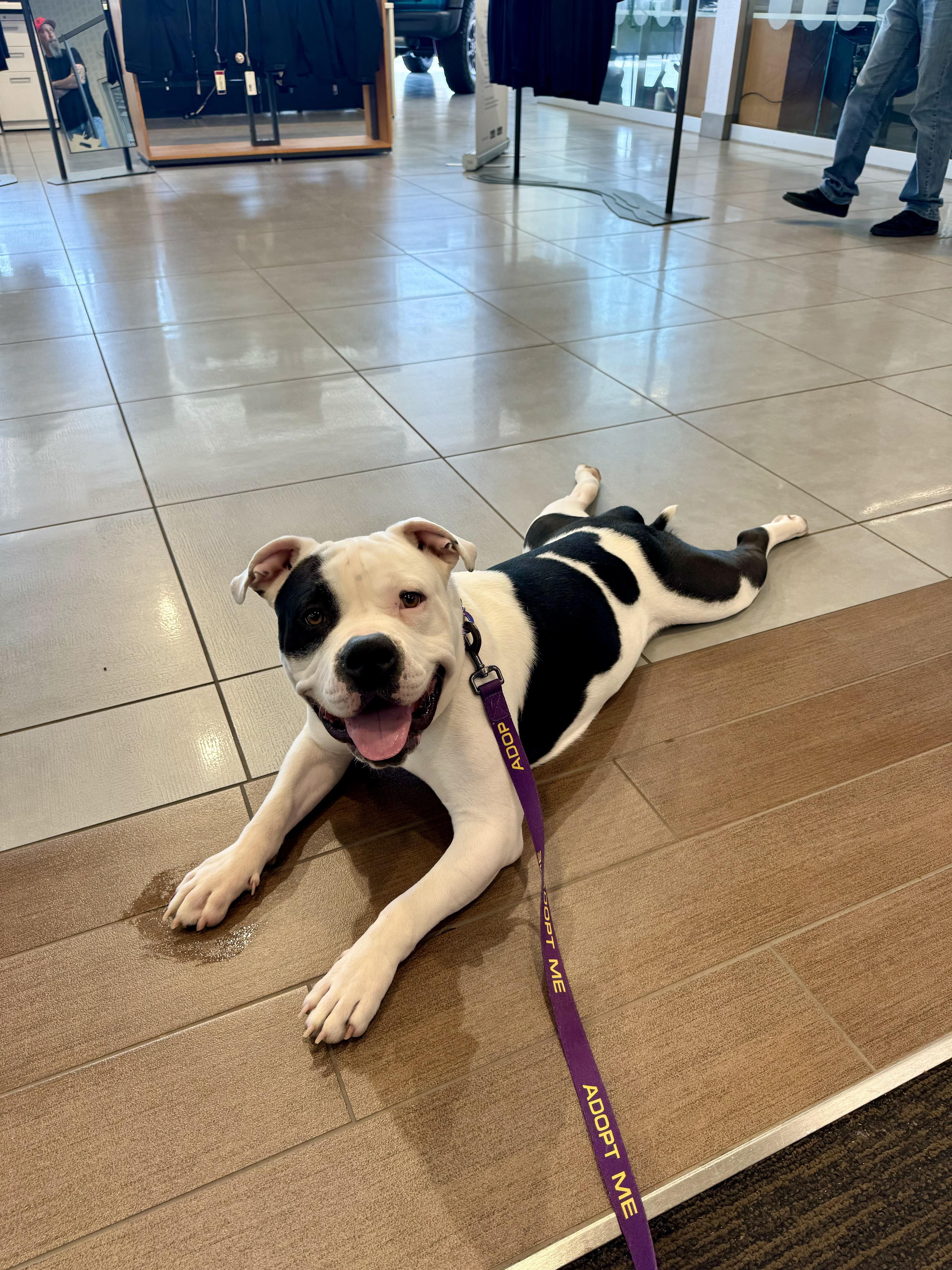 Daniel, a Adopted American Bully in Milwaukee, WI image 3/6