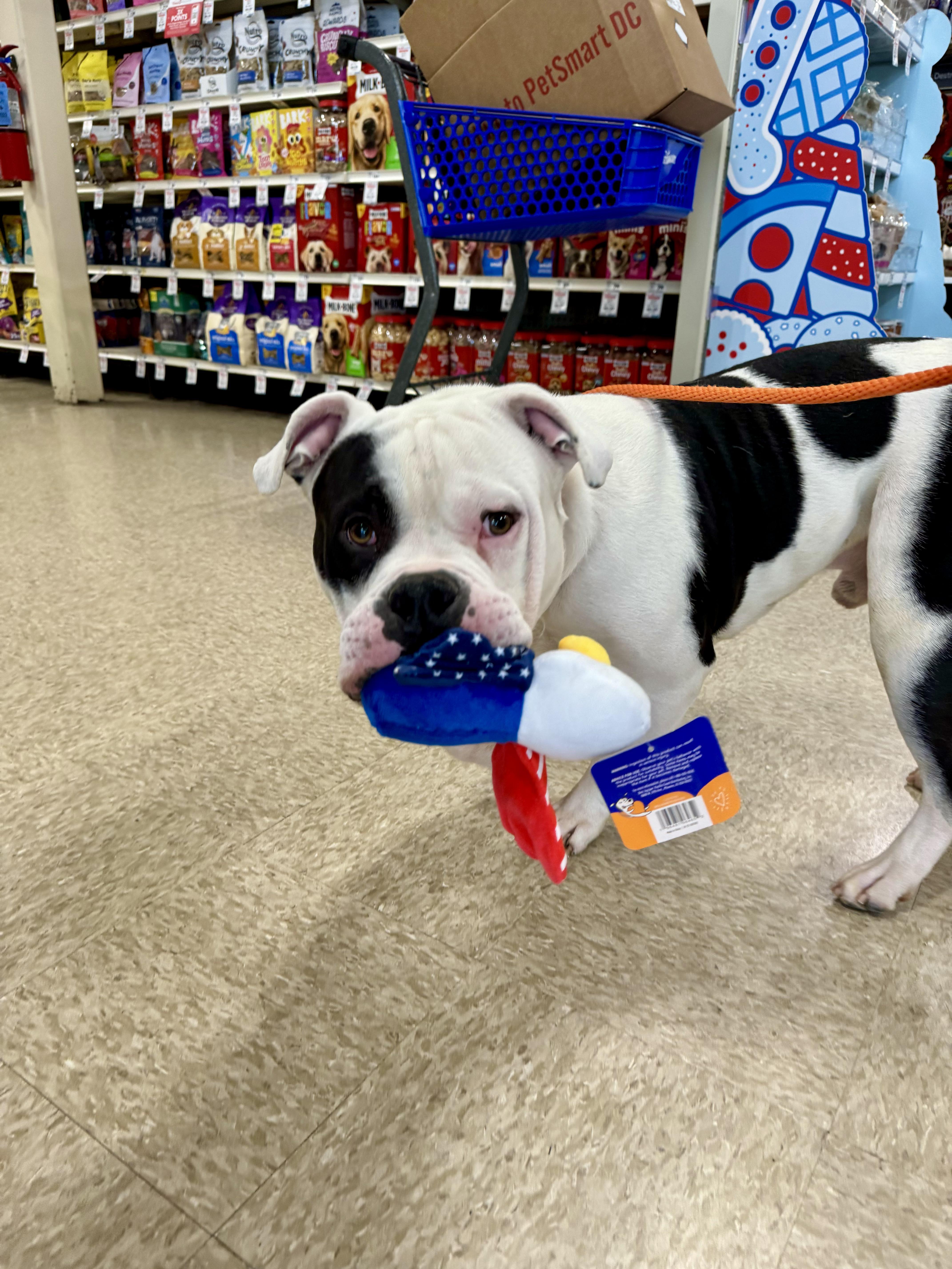 Daniel, a Adopted American Bully in Milwaukee, WI image 4/6