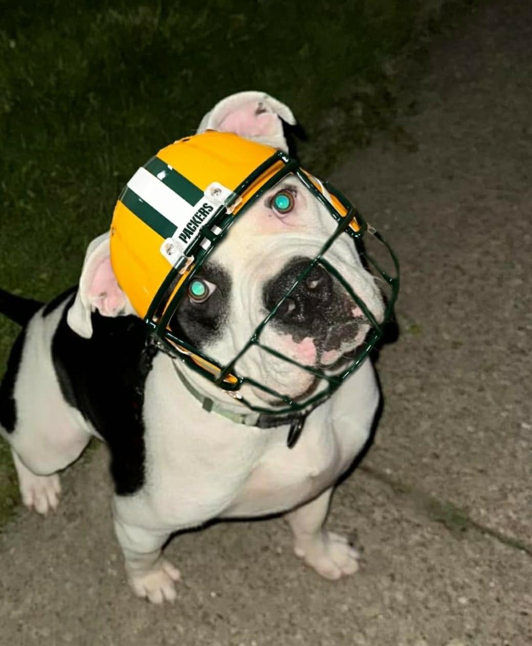 Daniel, a Adopted American Bully in Milwaukee, WI image 5/6