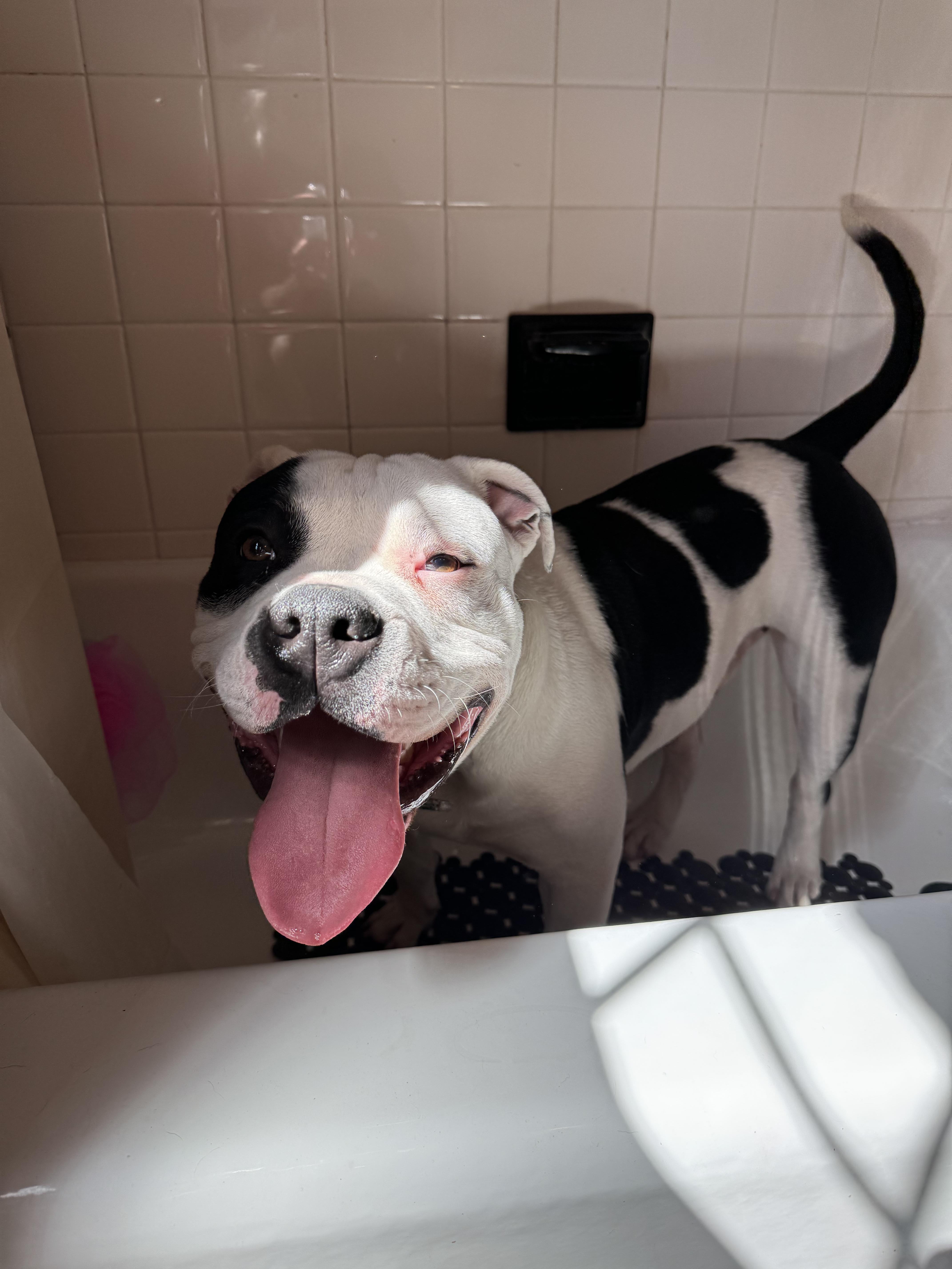 Daniel, a Adopted American Bully in Milwaukee, WI image 6/6