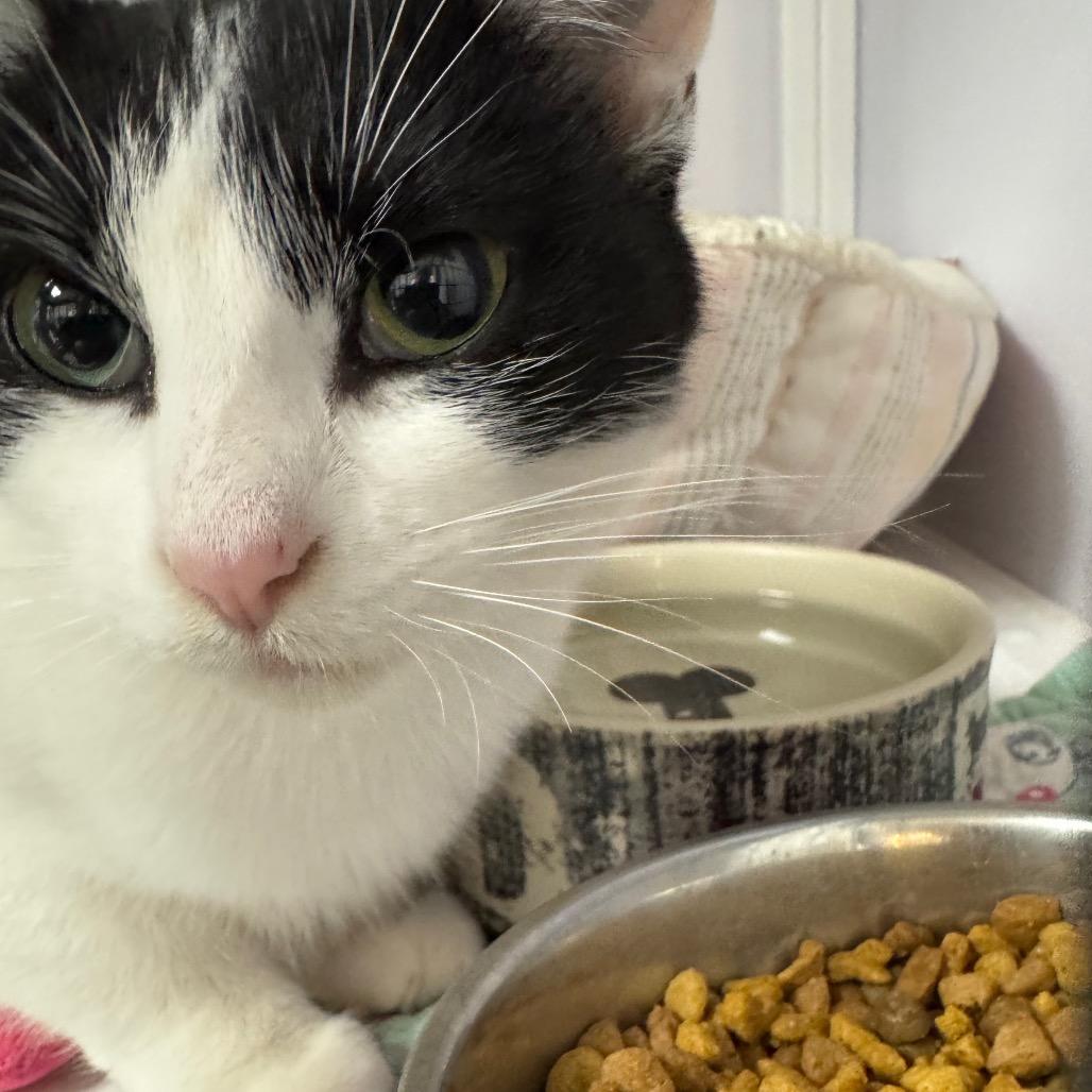 Enlarge Ink, a Adoptable Domestic Short Hair in Peoria, IL image 1/1