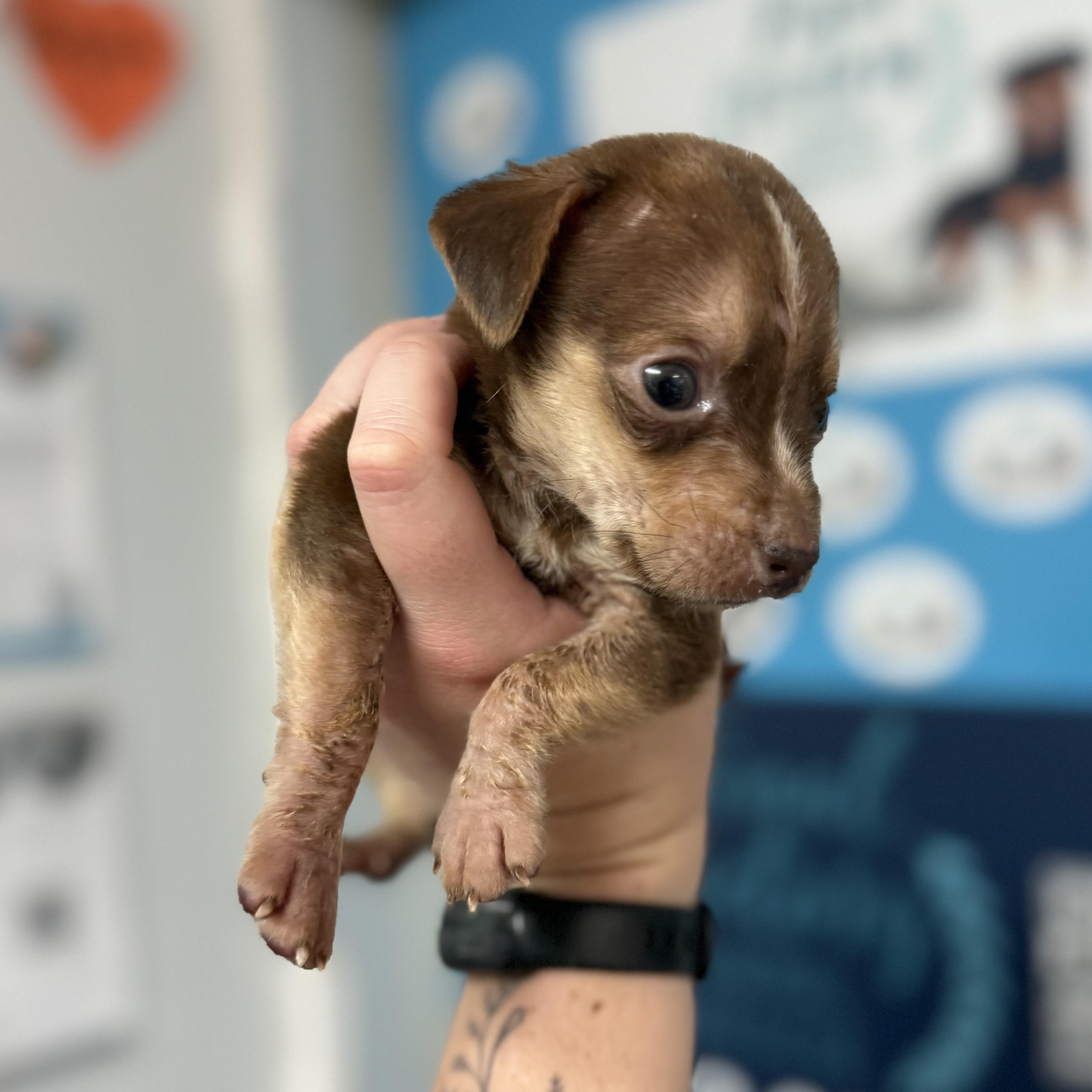 Enlarge Brown Bear, a Adoptable Mixed Breed in Columbia, SC image 2/3