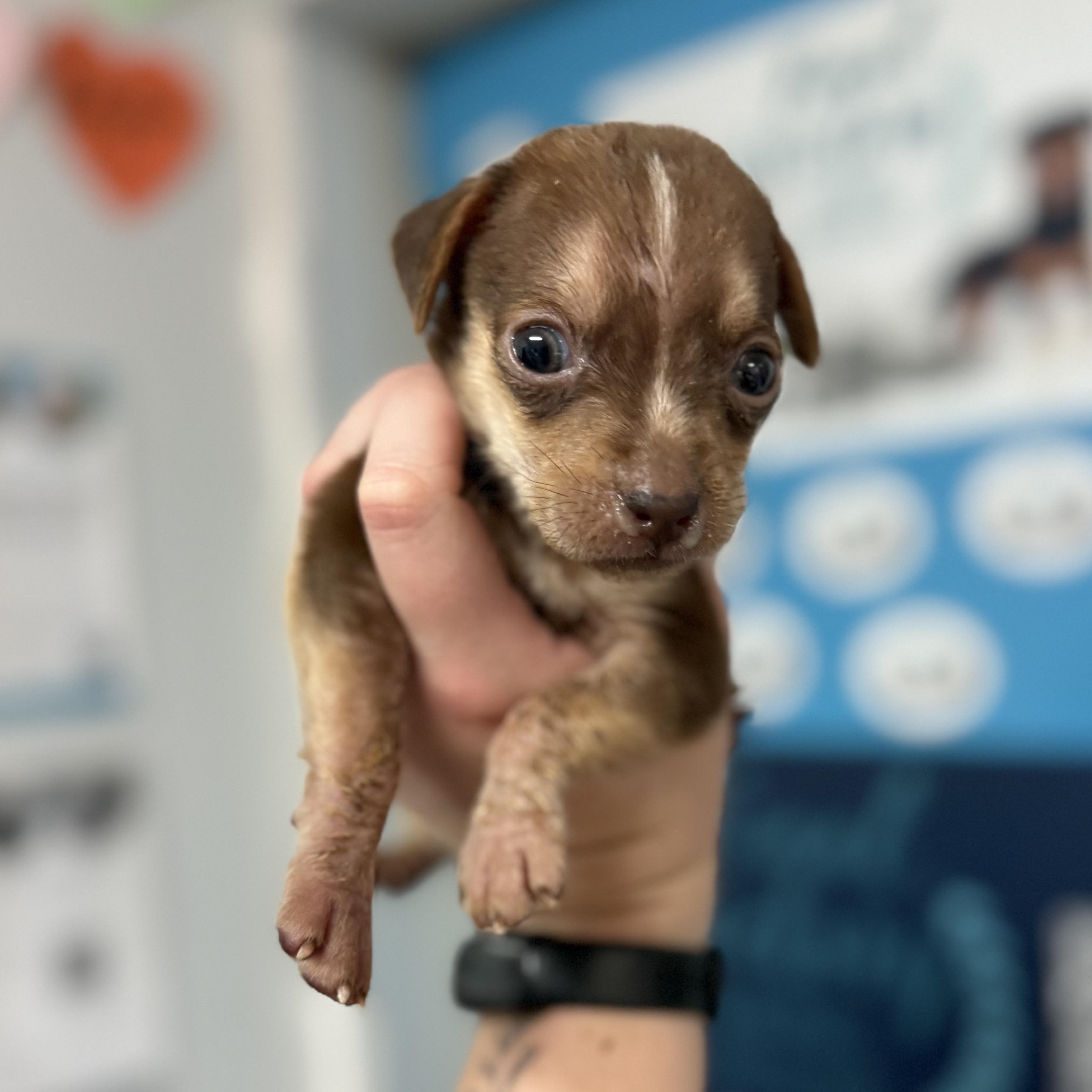 Enlarge Brown Bear, a Adoptable Mixed Breed in Columbia, SC image 1/3