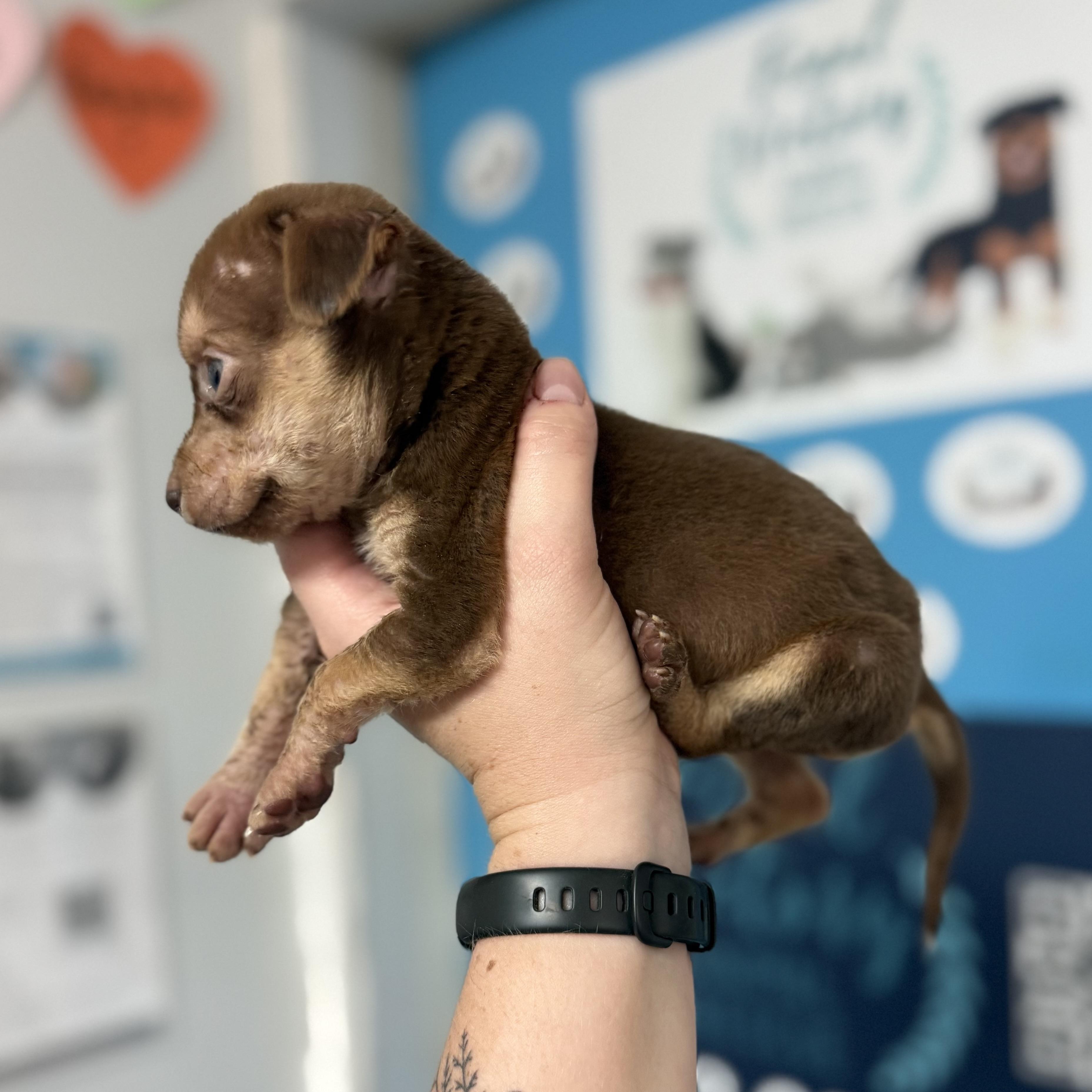 Enlarge Brown Bear, a Adoptable Mixed Breed in Columbia, SC image 3/3