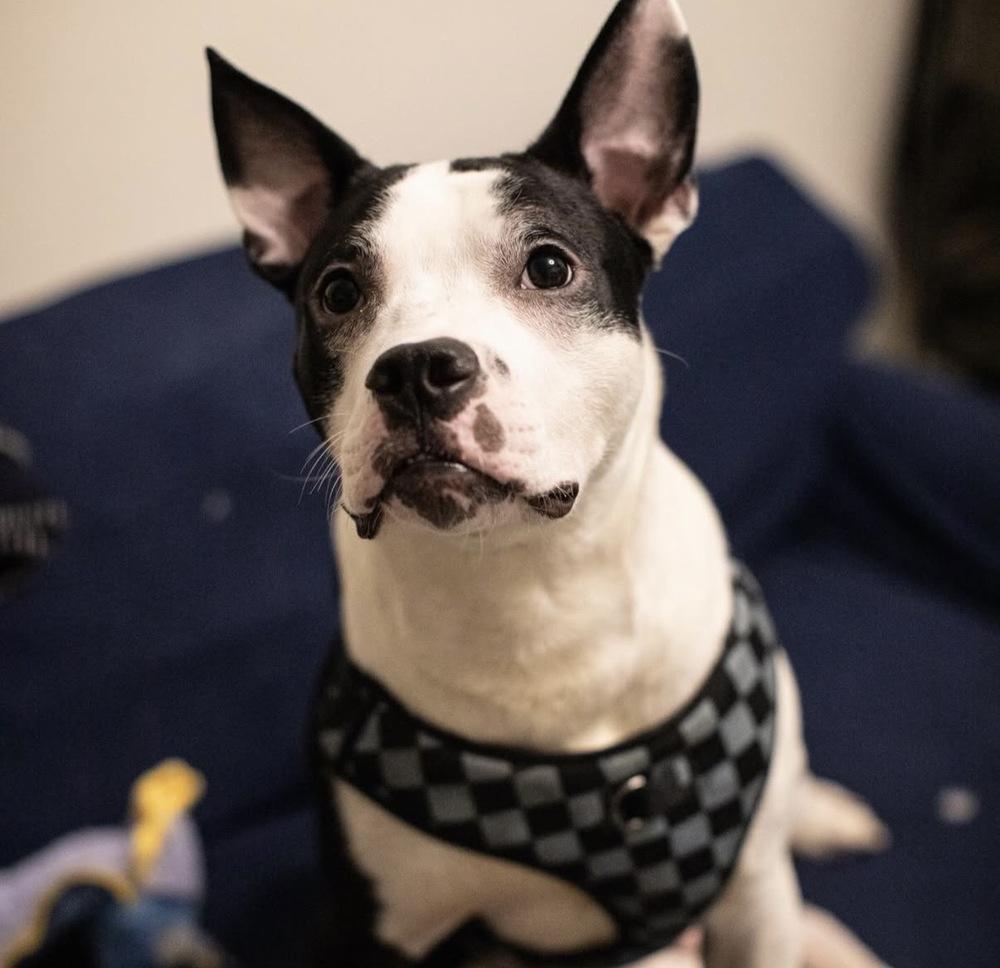 Enlarge Oriole, a Adoptable mixed breed in New York, NY image 1/6