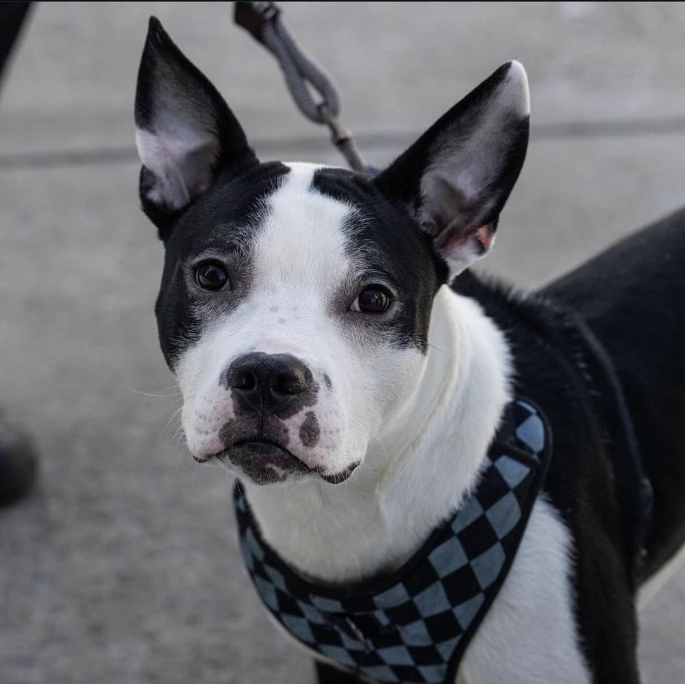 Enlarge Oriole, a Adoptable mixed breed in New York, NY image 3/6