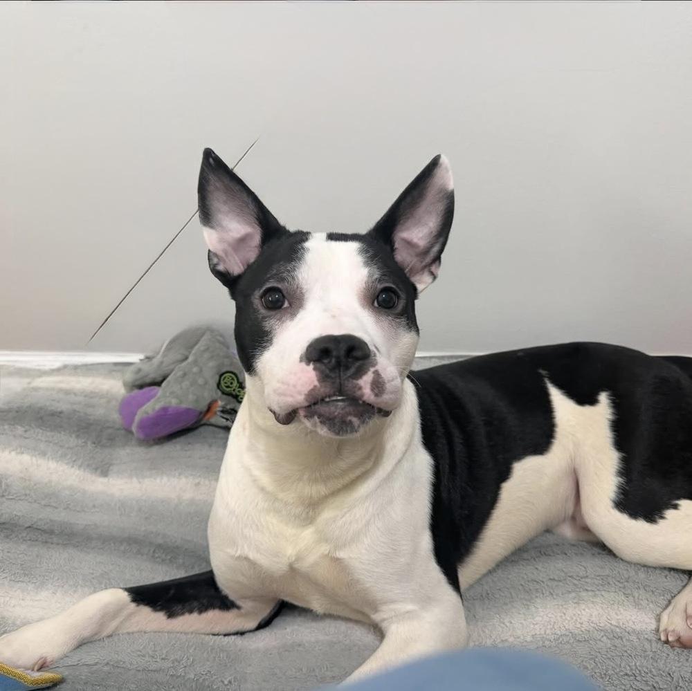 Enlarge Oriole, a Adoptable mixed breed in New York, NY image 6/6