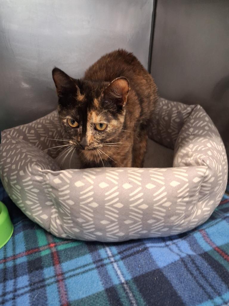 Mossie, Adoptable, Young Female Domestic Short Hair.