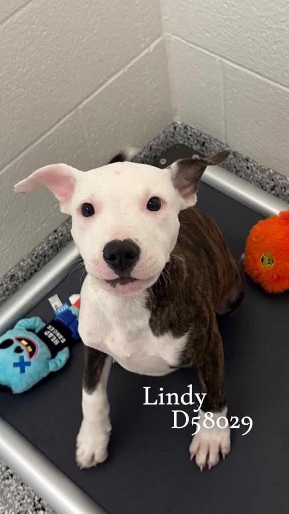 Lindy, Adoptable, Puppy Female Mixed Breed.
