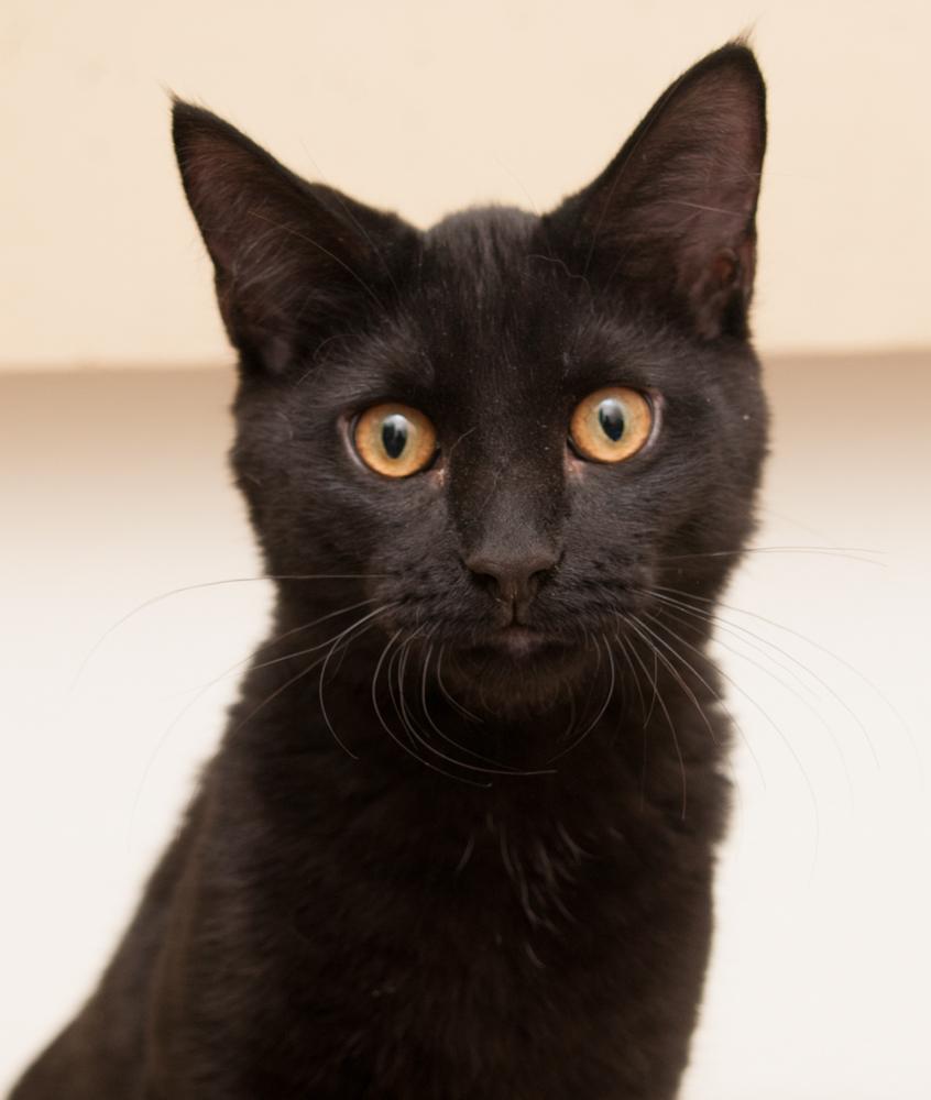 Bucky (gets adopted with Reed), a Adoptable Domestic Short Hair in Westminster, CO image 1/3