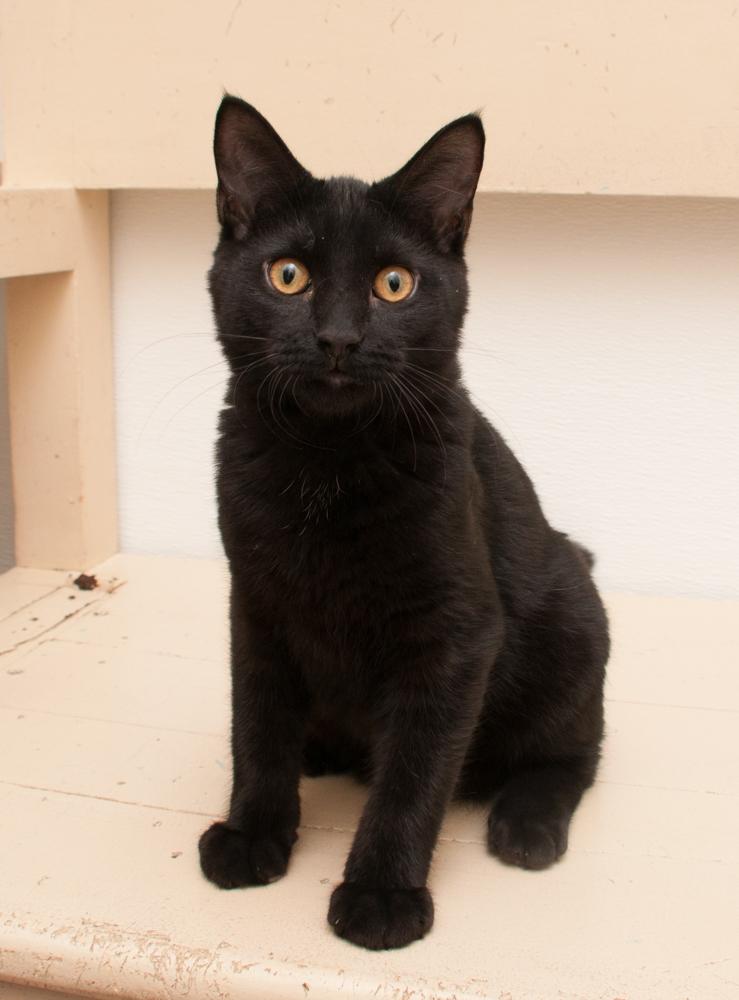 Bucky (gets adopted with Reed), a Adoptable Domestic Short Hair in Westminster, CO image 2/3