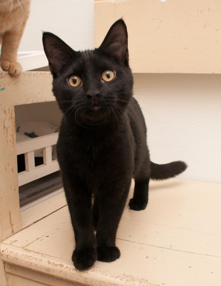 Bucky (gets adopted with Reed), a Adoptable Domestic Short Hair in Westminster, CO image 3/3