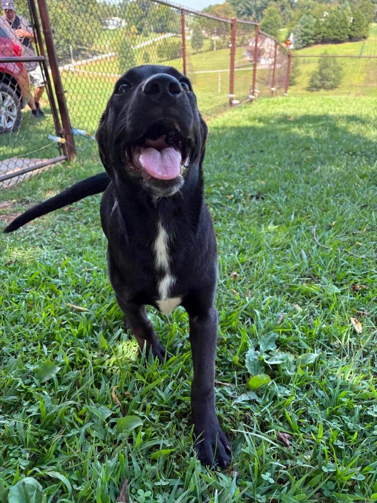 Enlarge Alladian, a Adoptable mixed breed in Middletown, CT image 4/5