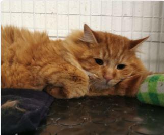 Apollo, a Adoptable Domestic Medium Hair in Toronto, ON image 3/5