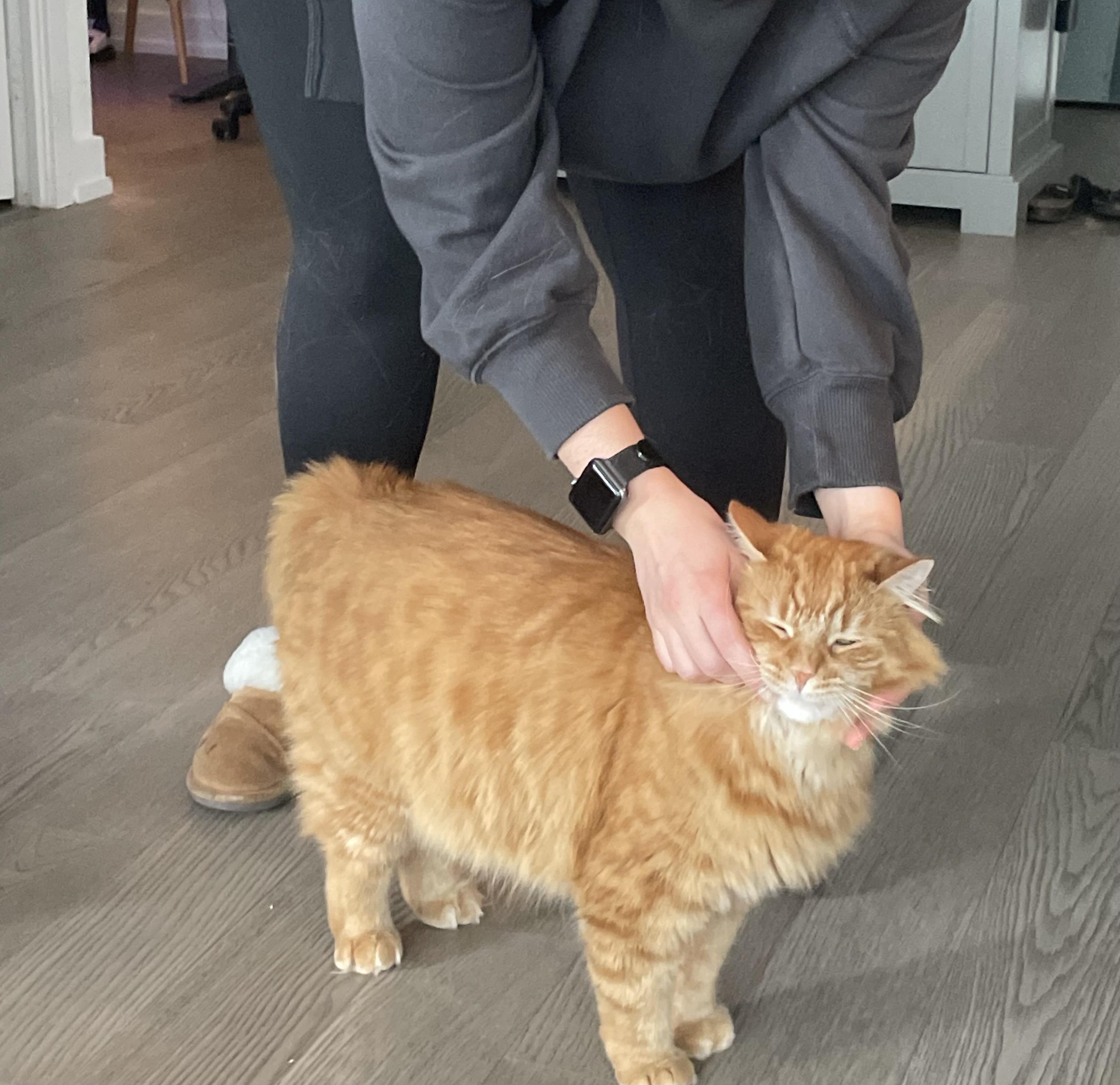 Apollo, Adoptable, Adult Male Domestic Medium Hair.