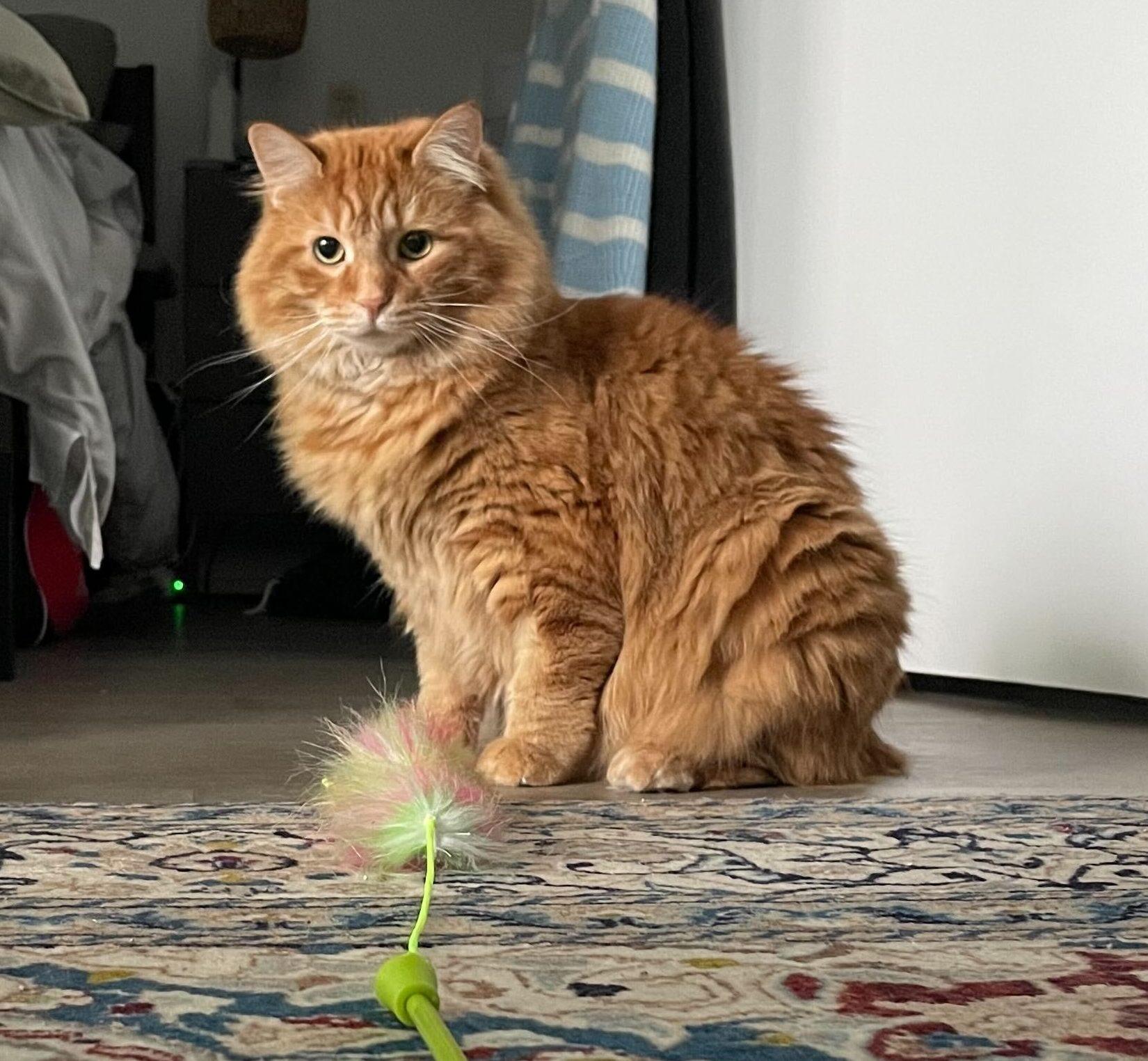 Apollo, Adoptable, Adult Male Domestic Medium Hair.