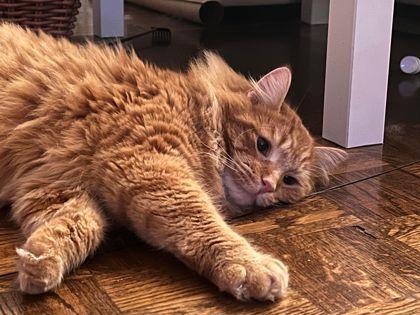 Apollo, a Adoptable Domestic Medium Hair in Toronto, ON image 5/5