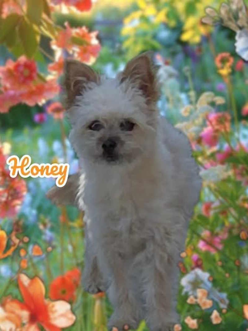 Honey, adopted, Young Female Yorkshire Terrier & Poodle.