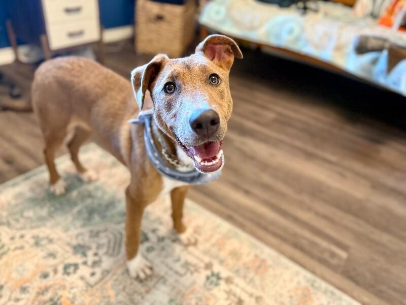 Enlarge Nova Sparkles Sweet Friend to All, a Adoptable mixed breed in Louisville, KY image 1/6